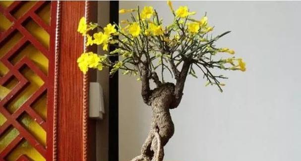 迎春花换盆时间及注意事项（春季花卉管理之迎春花换盆技巧）-第3张图片-绿意生活