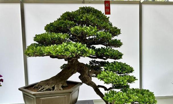 罗汉松的浇水技巧（浇透还是适度？如何掌握浇水的窍门？）-第2张图片-绿意生活