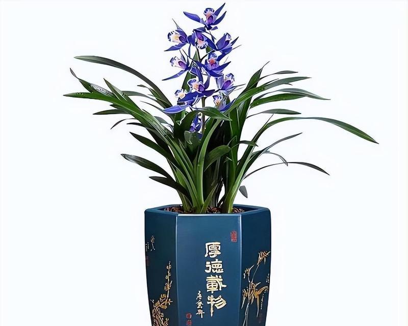 建兰的养殖方法及注意事项（打造美丽花园的有效技巧）-第1张图片-绿意生活
