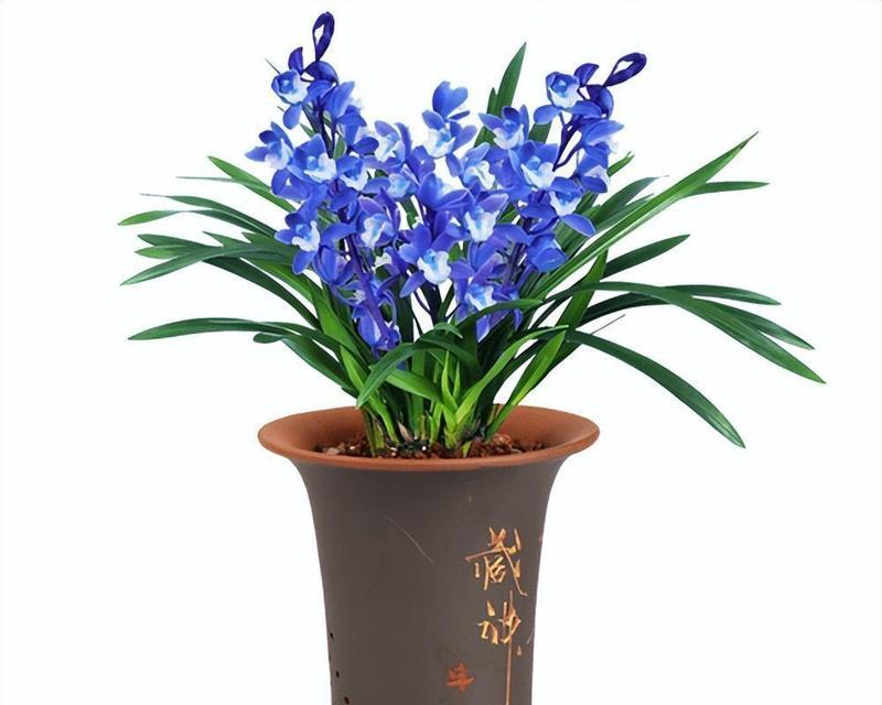建兰的养殖方法及注意事项（打造美丽花园的有效技巧）-第2张图片-绿意生活