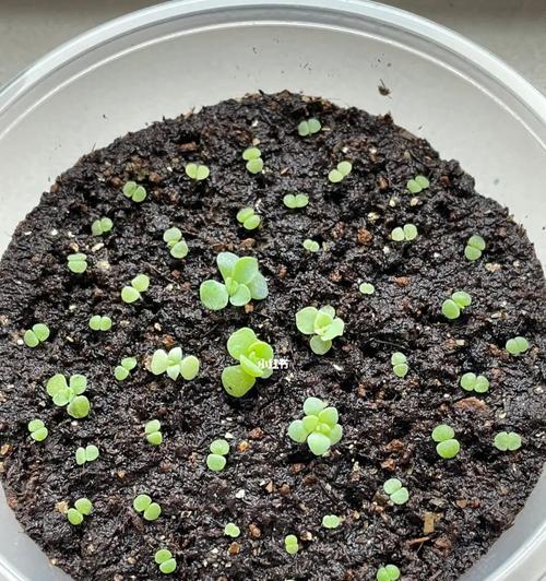 生石花僵苗的防治方法（从根源上避免生石花僵苗的发生）-第1张图片-绿意生活