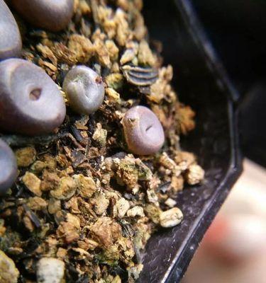 生石花僵苗的防治方法（从根源上避免生石花僵苗的发生）-第3张图片-绿意生活