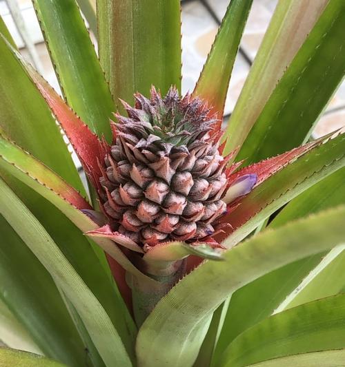 菠萝叶是什么树的叶子？（探究菠萝植物的种类及特性）-第3张图片-绿意生活