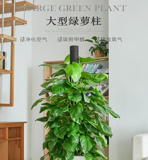 大叶绿萝修剪大全，打造更美观的盆栽（大叶绿萝修剪技巧，让你的植物茁壮成长）-第3张图片-绿意生活