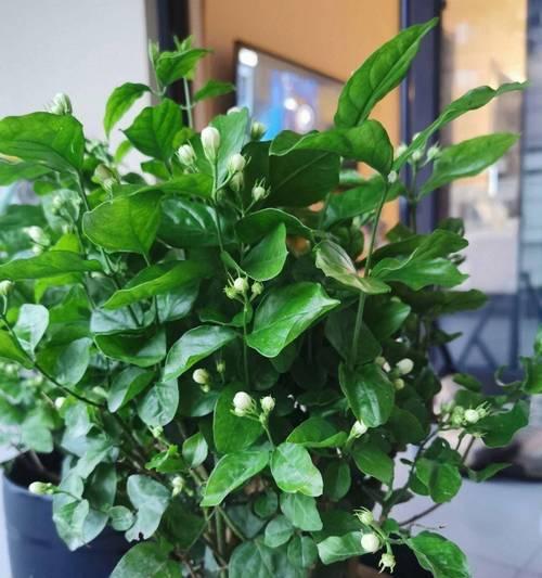 花，是植物还是其他生物？（揭开花的神秘面纱，了解它的本质）-第1张图片-绿意生活