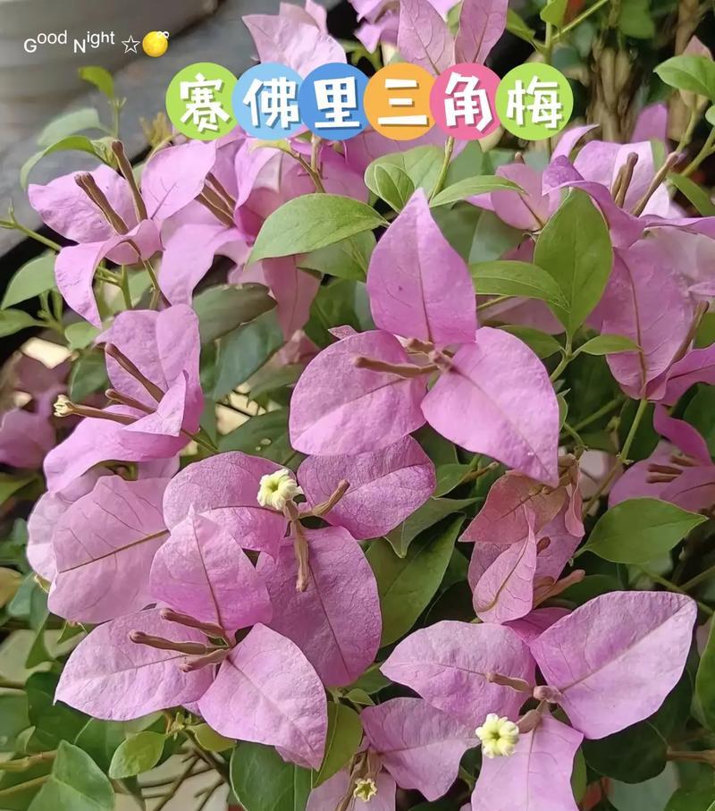 阳台种植三角梅的时间和方法（打造自己的花园，享受丰收的喜悦）-第2张图片-绿意生活