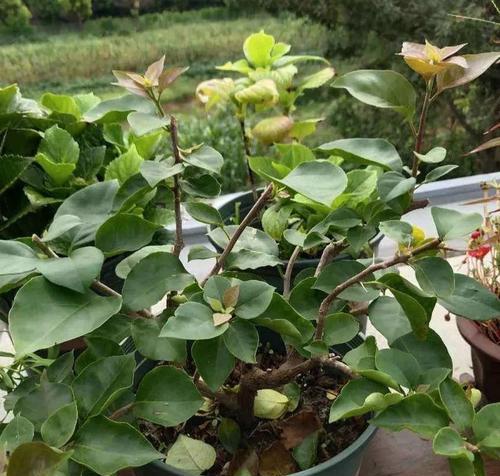 阳台种植三角梅的时间和方法（打造自己的花园，享受丰收的喜悦）-第3张图片-绿意生活