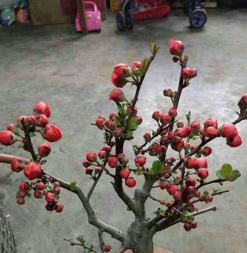 长寿海棠的花期和开花次数（探寻长寿海棠的美丽之谜，解析花期与开花次数的关系）-第3张图片-绿意生活