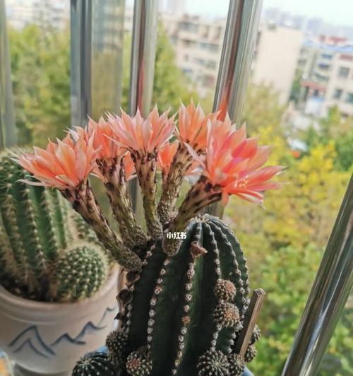 如何正确养护黑金刚花（从选购到养护，一篇详细的全方位指南）-第3张图片-绿意生活