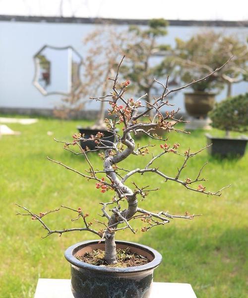 七叶莲的剪枝技巧（合适的时间、方法与注意事项）-第2张图片-绿意生活