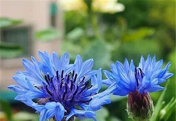 矢车菊开花周期揭秘（了解矢车菊开花时间，轻松栽培）-第3张图片-绿意生活