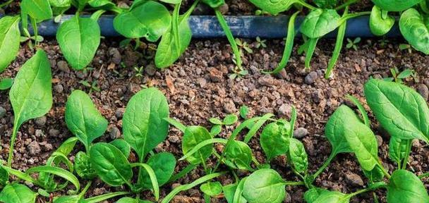 如何科学地种植小白菜（时间、方法、注意事项，让你轻松种出美味小白菜）-第1张图片-绿意生活