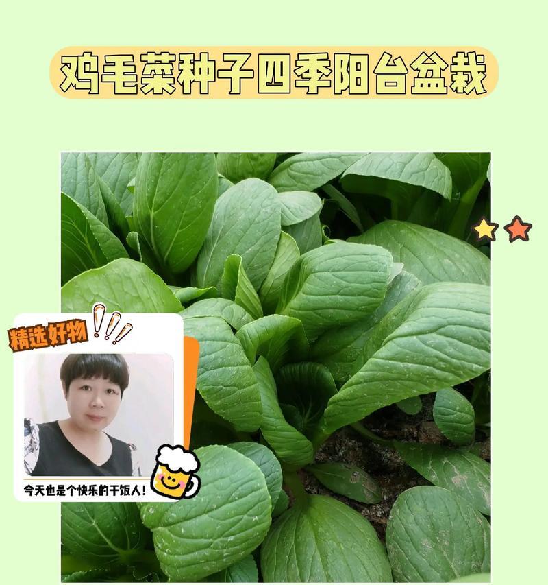如何科学地种植小白菜（时间、方法、注意事项，让你轻松种出美味小白菜）-第2张图片-绿意生活