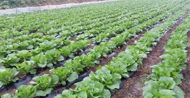 如何科学地种植小白菜（时间、方法、注意事项，让你轻松种出美味小白菜）-第3张图片-绿意生活