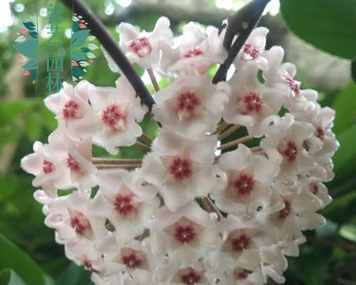 探秘球状根茎类花卉的奥秘（解析球状根茎类花卉的特点和应用价值）-第2张图片-绿意生活