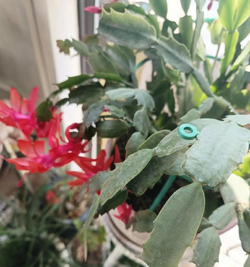 蟹爪兰开花时间及养护技巧（解读蟹爪兰开花奥秘，让您轻松打造美丽花园）-第1张图片-绿意生活
