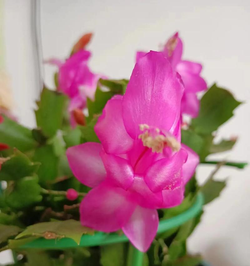 蟹爪兰开花时间及养护技巧（解读蟹爪兰开花奥秘，让您轻松打造美丽花园）-第3张图片-绿意生活
