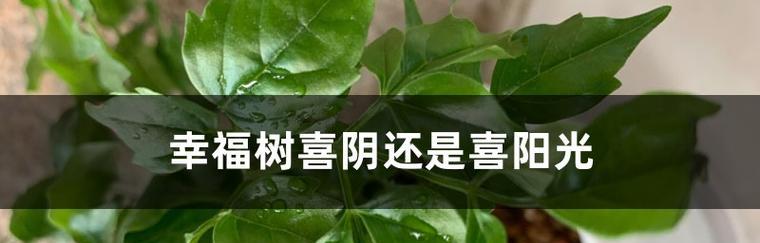 白芨是喜阴还是喜阳？（探讨白芨生长环境与特性）-第3张图片-绿意生活