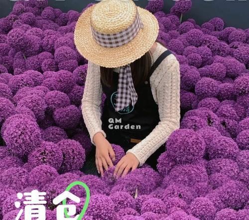 大花葱种植的最佳月份（一般什么季节种植最好？）-第1张图片-绿意生活