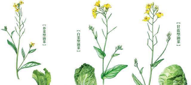 探秘油菜的生长环境特点（从土壤、气候到生态系统）-第1张图片-绿意生活