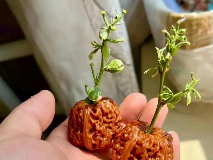 如何加速核桃的发芽（掌握关键技巧，让核桃快速萌发！）-第3张图片-绿意生活