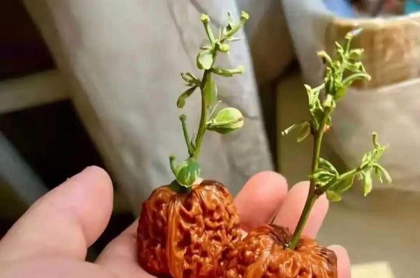 如何加速核桃的发芽（掌握关键技巧，让核桃快速萌发！）-第2张图片-绿意生活