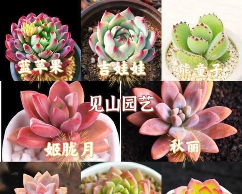 熊童子换土的时间和方法（掌握换土技巧，让熊童子健康成长）-第2张图片-绿意生活