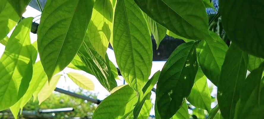 象征生生不息的植物（探秘植物王国的生命力）-第2张图片-绿意生活