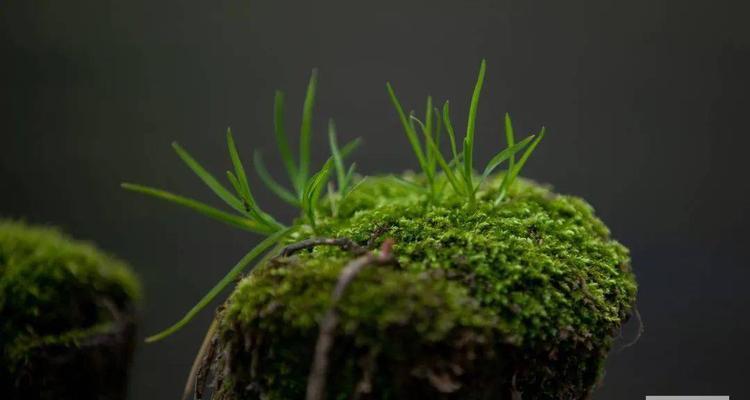 象征生生不息的植物（探秘植物王国的生命力）-第1张图片-绿意生活