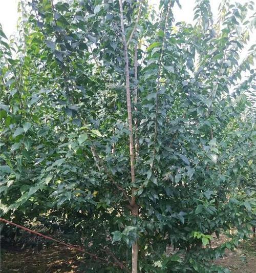 如何选择最佳种植时间——腊梅之谜（从天气到土壤，全面解析腊梅生长需要的条件）-第1张图片-绿意生活