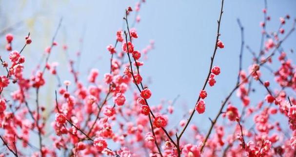 如何选择最佳种植时间——腊梅之谜（从天气到土壤，全面解析腊梅生长需要的条件）-第2张图片-绿意生活