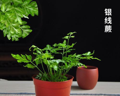 清香木修剪指南（如何精细修剪你的清香木）-第2张图片-绿意生活