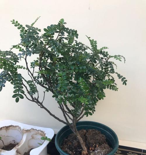 清香木修剪指南（如何精细修剪你的清香木）-第3张图片-绿意生活