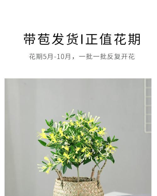 盆栽金银花的修剪方法（打造美丽的室内花园）-第1张图片-绿意生活