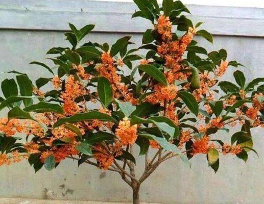 怎样解决桂花叶子蔫了的问题？（打蔫原因及补救方法）-第1张图片-绿意生活