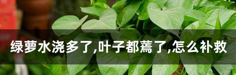 怎样解决桂花叶子蔫了的问题？（打蔫原因及补救方法）-第3张图片-绿意生活