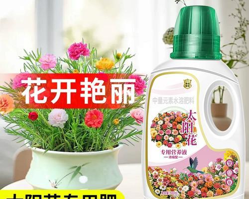 如何有效防治非洲菊叶子发黄？（掌握关键因素、采取科学措施、保障营养均衡）-第3张图片-绿意生活