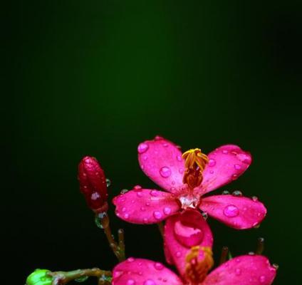 揭秘玫瑰的生物分类（从植物形态学、生长环境到DNA序列，全面了解玫瑰的分类学归属）-第1张图片-绿意生活