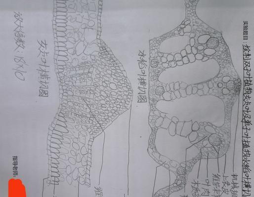 揭秘玫瑰的生物分类（从植物形态学、生长环境到DNA序列，全面了解玫瑰的分类学归属）-第2张图片-绿意生活