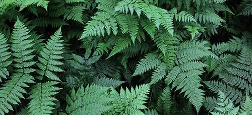 揭秘玫瑰的生物分类（从植物形态学、生长环境到DNA序列，全面了解玫瑰的分类学归属）-第3张图片-绿意生活