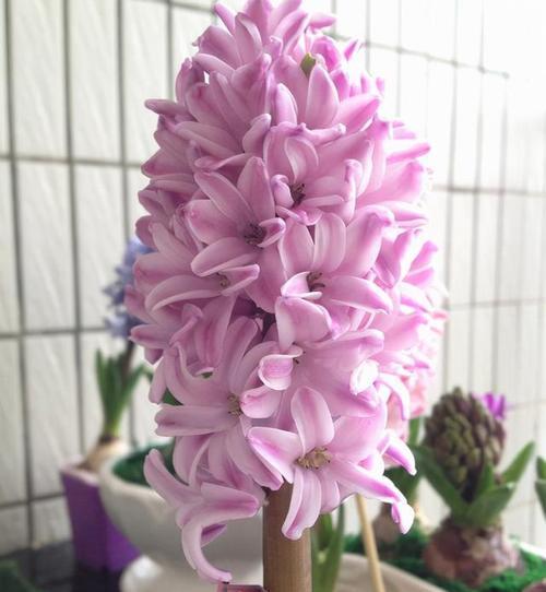 洋葱开花的神秘之美（洋葱开花的样子与寓意）-第2张图片-绿意生活