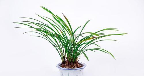 白醋的神奇之处——多肉植物的保健良药-第2张图片-绿意生活
