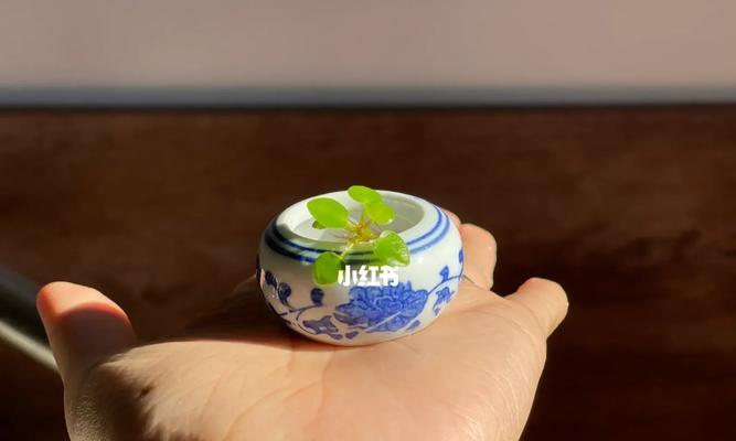 镜面草的种植方式探究（水培与土培的优劣比较）-第1张图片-绿意生活