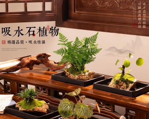 镜面草的种植方式探究（水培与土培的优劣比较）-第3张图片-绿意生活
