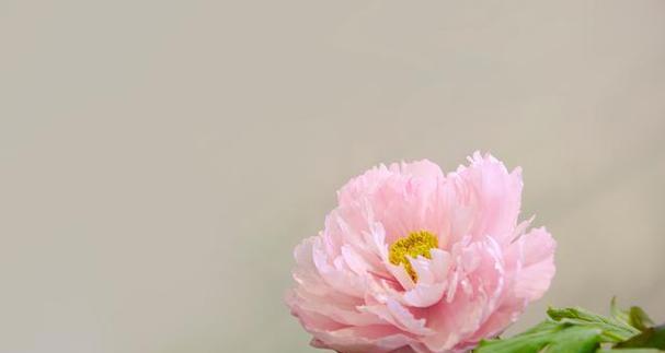 芍药花的花语及代表意义（探秘芍药花所蕴含的深意）-第3张图片-绿意生活