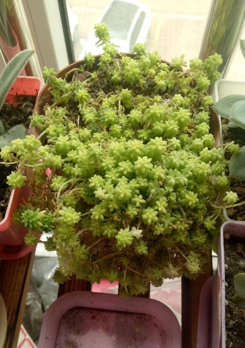 薄雪万年草修剪方法详解（打造美丽庭院的小技巧，学会它你离专业园丁更近了）-第1张图片-绿意生活