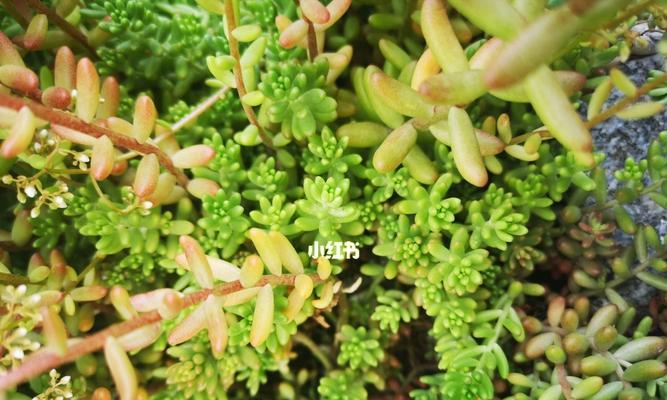 薄雪万年草修剪方法详解（打造美丽庭院的小技巧，学会它你离专业园丁更近了）-第3张图片-绿意生活