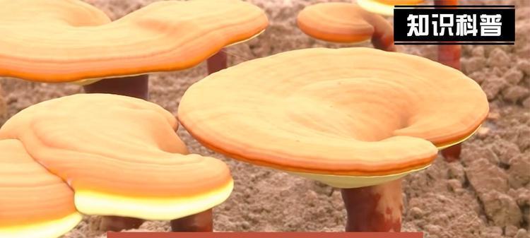 灵芝的种植条件及养殖环境（打造灵芝生长的最佳环境）-第2张图片-绿意生活
