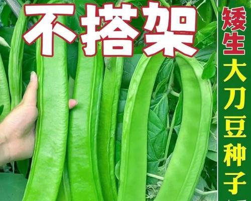 刀豆种子的食用方法（从豆子的采摘到食用，全方位了解刀豆种子怎么吃）-第1张图片-绿意生活