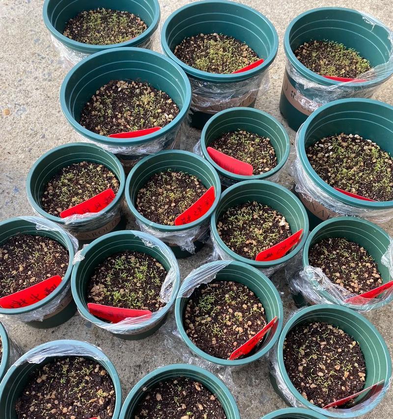 向日葵种子的最佳种植时间（为你揭秘向日葵种子的适宜种植时间）-第1张图片-绿意生活